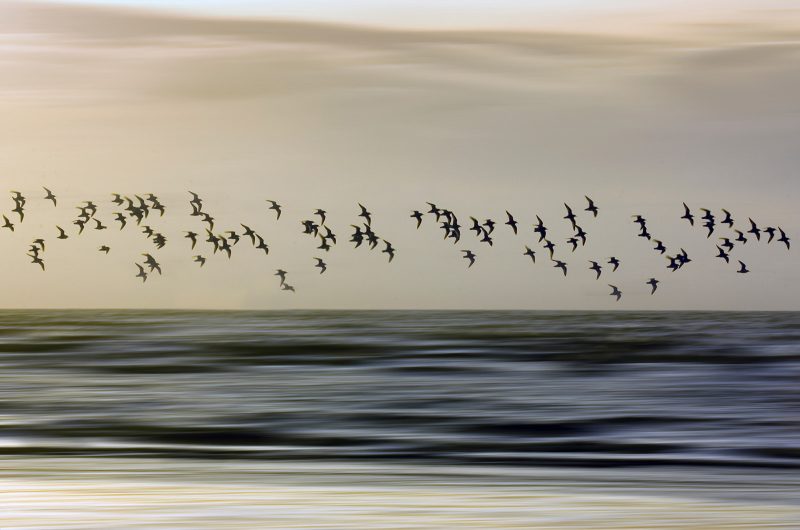 birds in flight photography