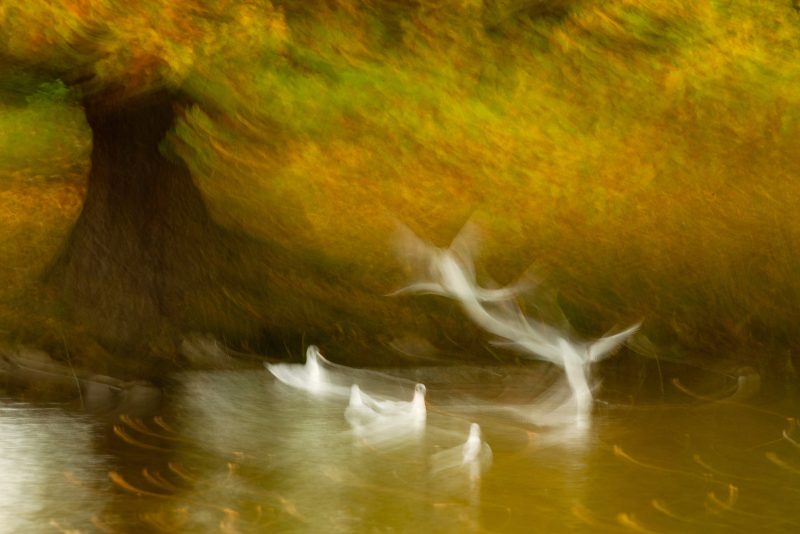 Creating intentional camera movement in nature photography
