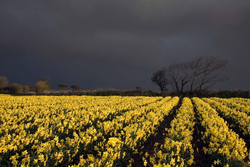Daffodils in landscape