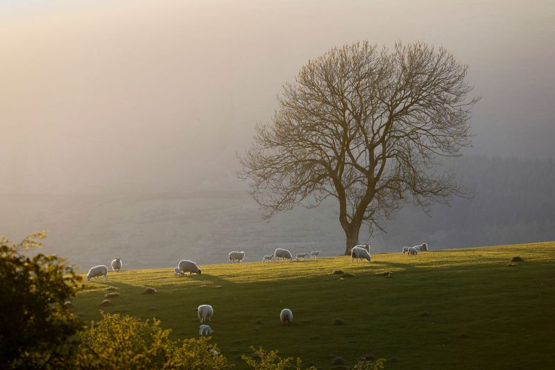 sheep flock in landscape photograph