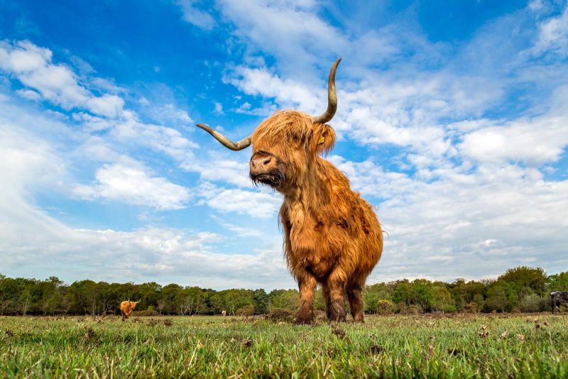 Highland cow photograph