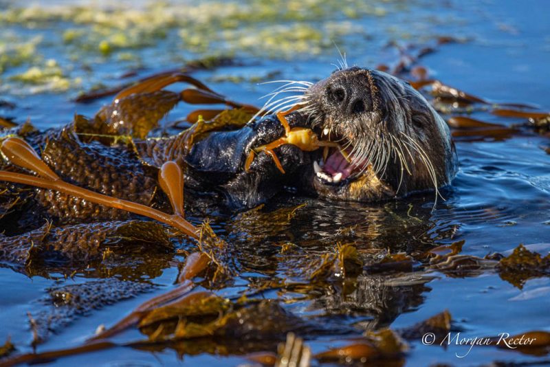 Sea otter in kelp
