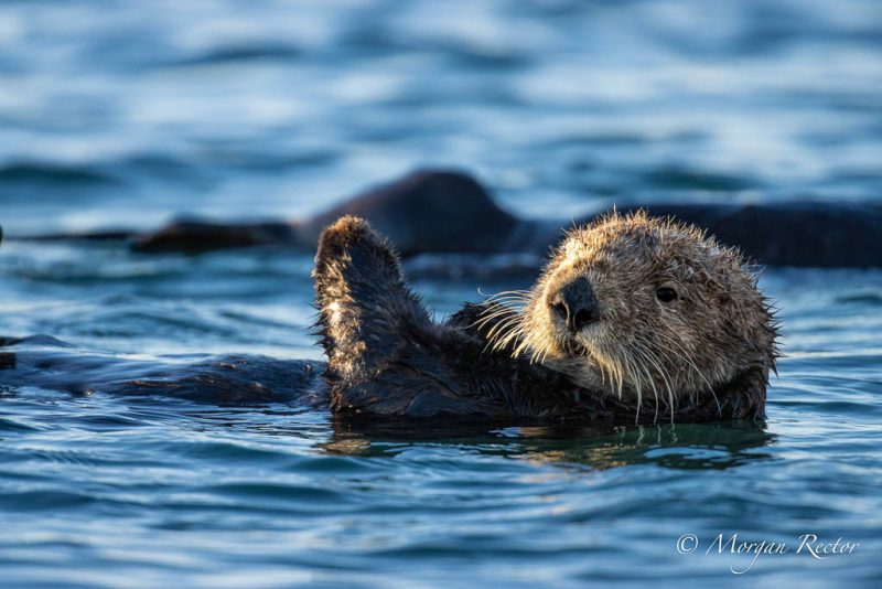 Sea otter floating