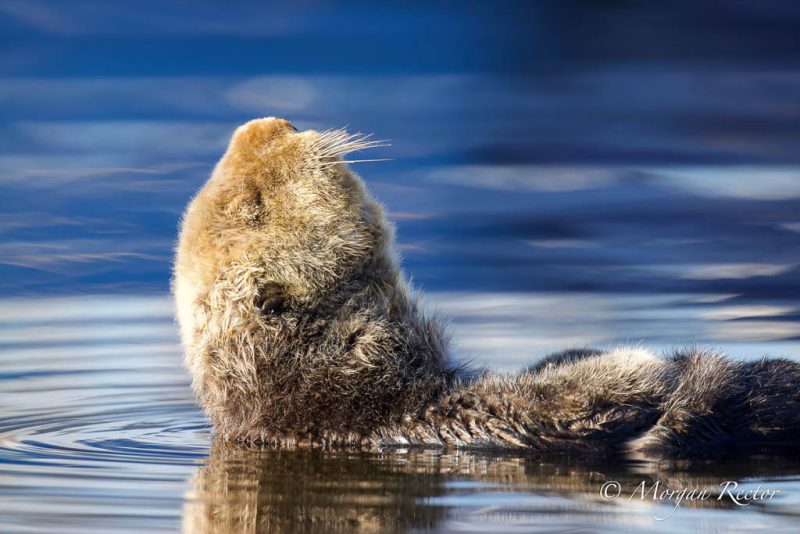 Photograph of sea otter