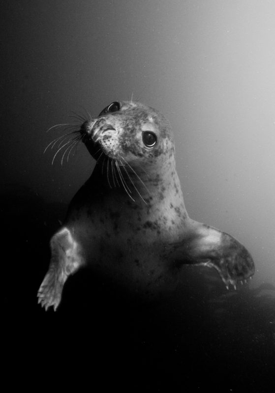 Grey seal photograph