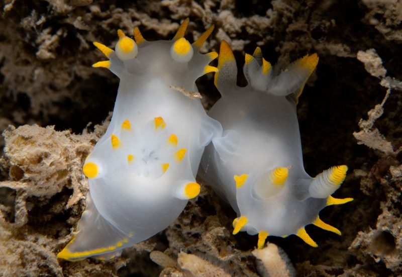 nudibranch photograph underwater