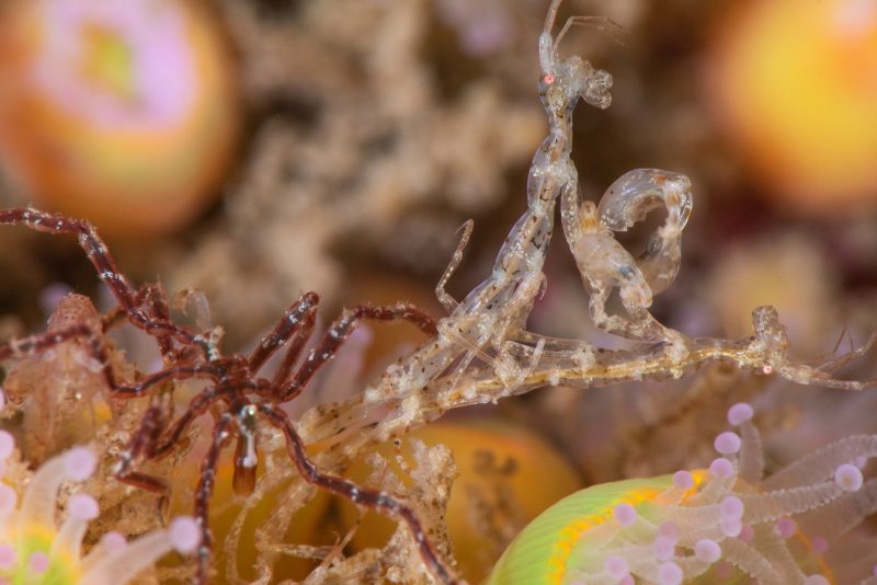 skeleton shrimp underwater photography