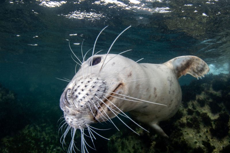 seal underwater photography