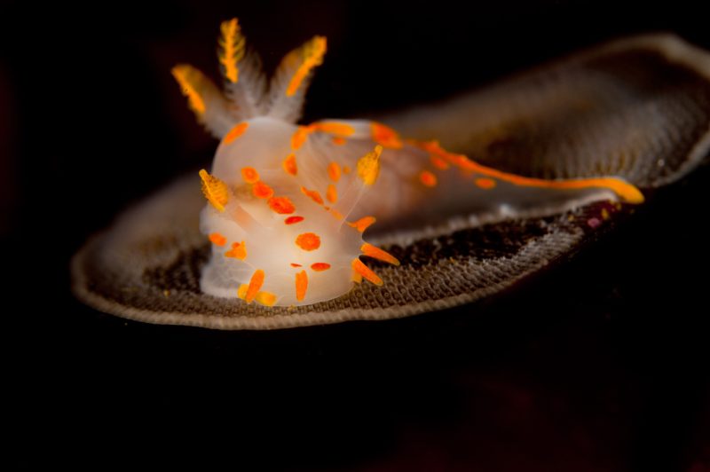 nudibranch underwater photograph