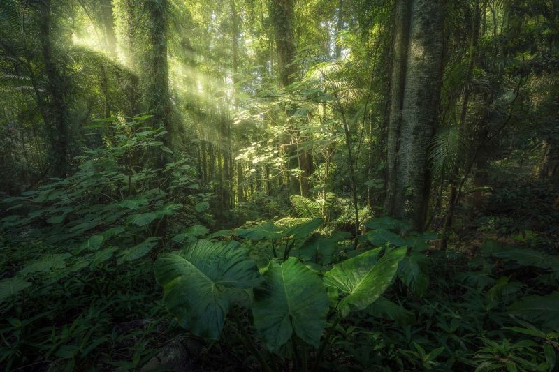 Sunlight through forest photograph