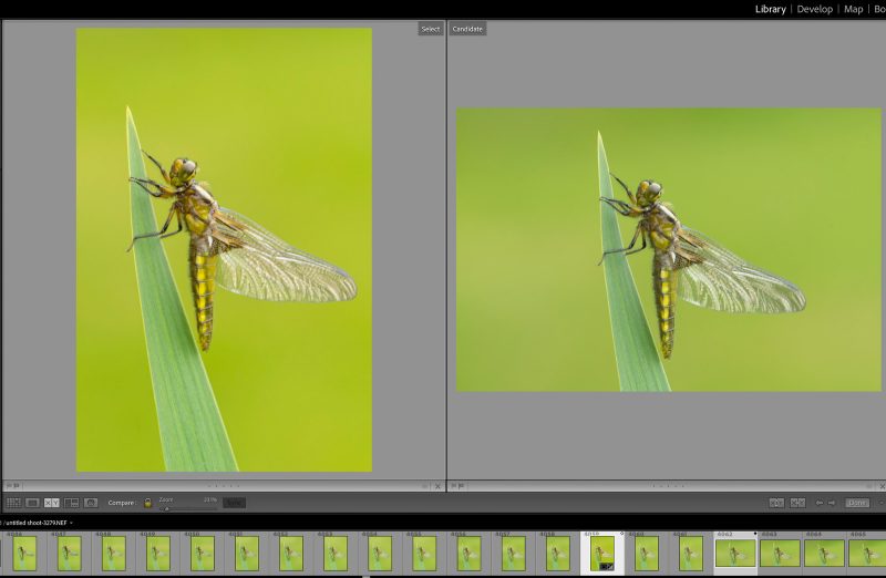 How to edit macro and close-up photographs