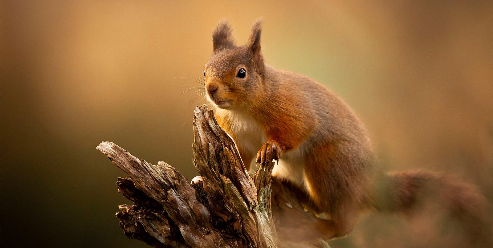 Red squirrel photograph