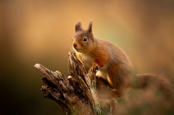 Red squirrel photograph