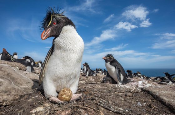 perspective in penguin photography