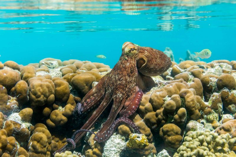 perspectives in nature photography - octopus photograph