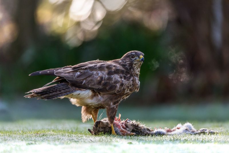 perspectives in nature photography - buzzard