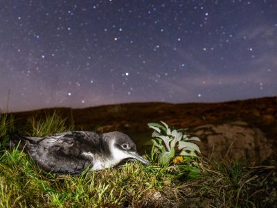photographing manx shearwaters