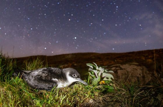 photographing manx shearwaters