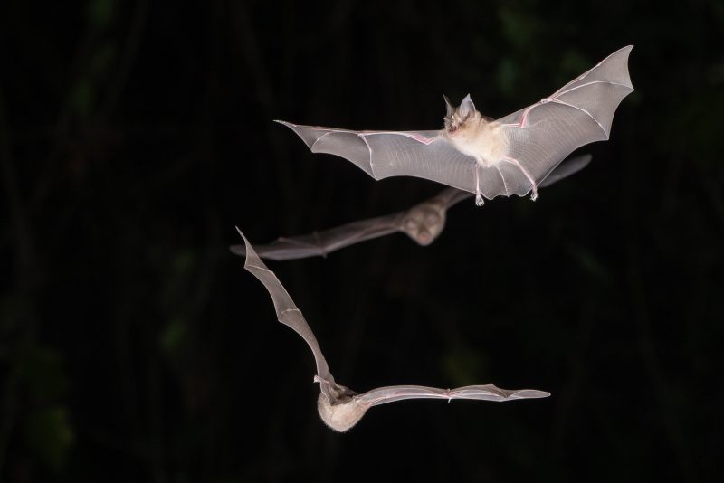 photographing bats in flight