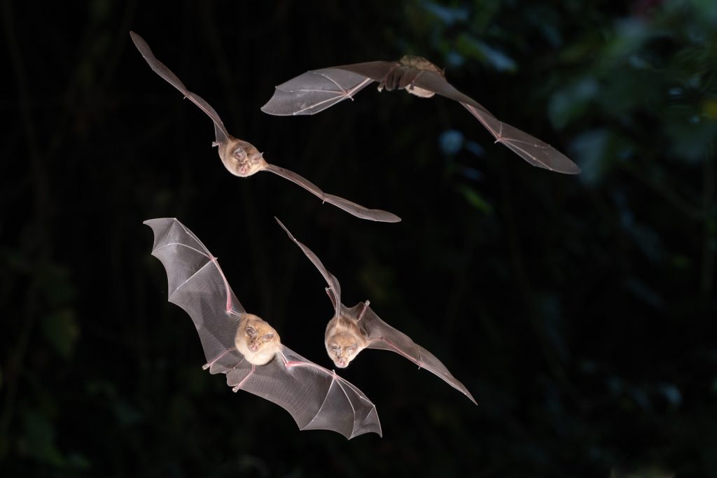 Photographing Bats in Flight (in the UK) - Nature TTL