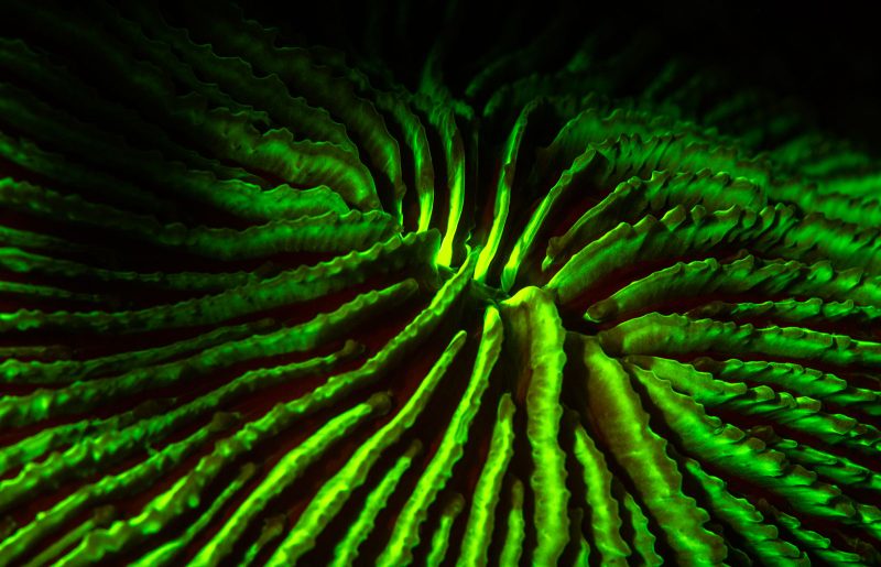 How to Photograph Underwater Fluorescence with Blue Light 