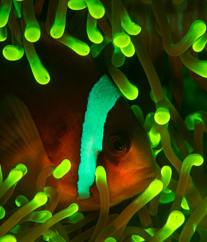 fluorescent anemonefish