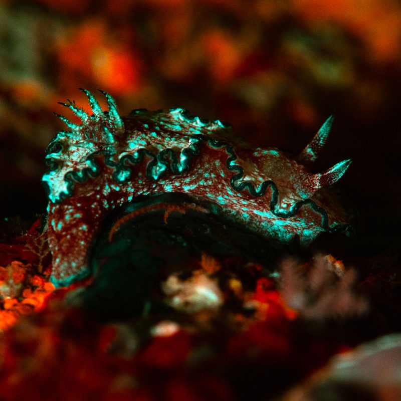 underwater fluorescence seaslug