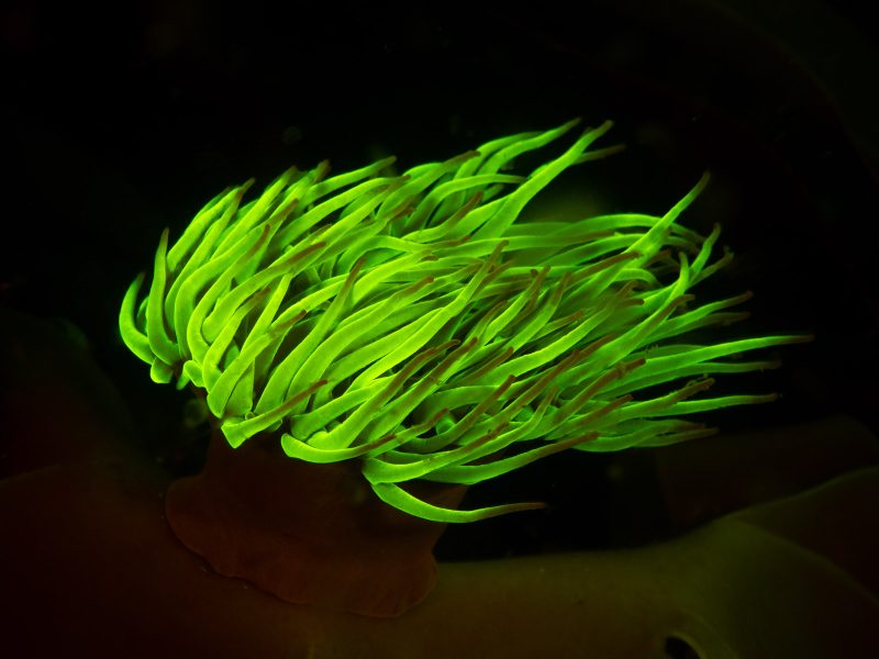photographing underwater fluorescence using blue light