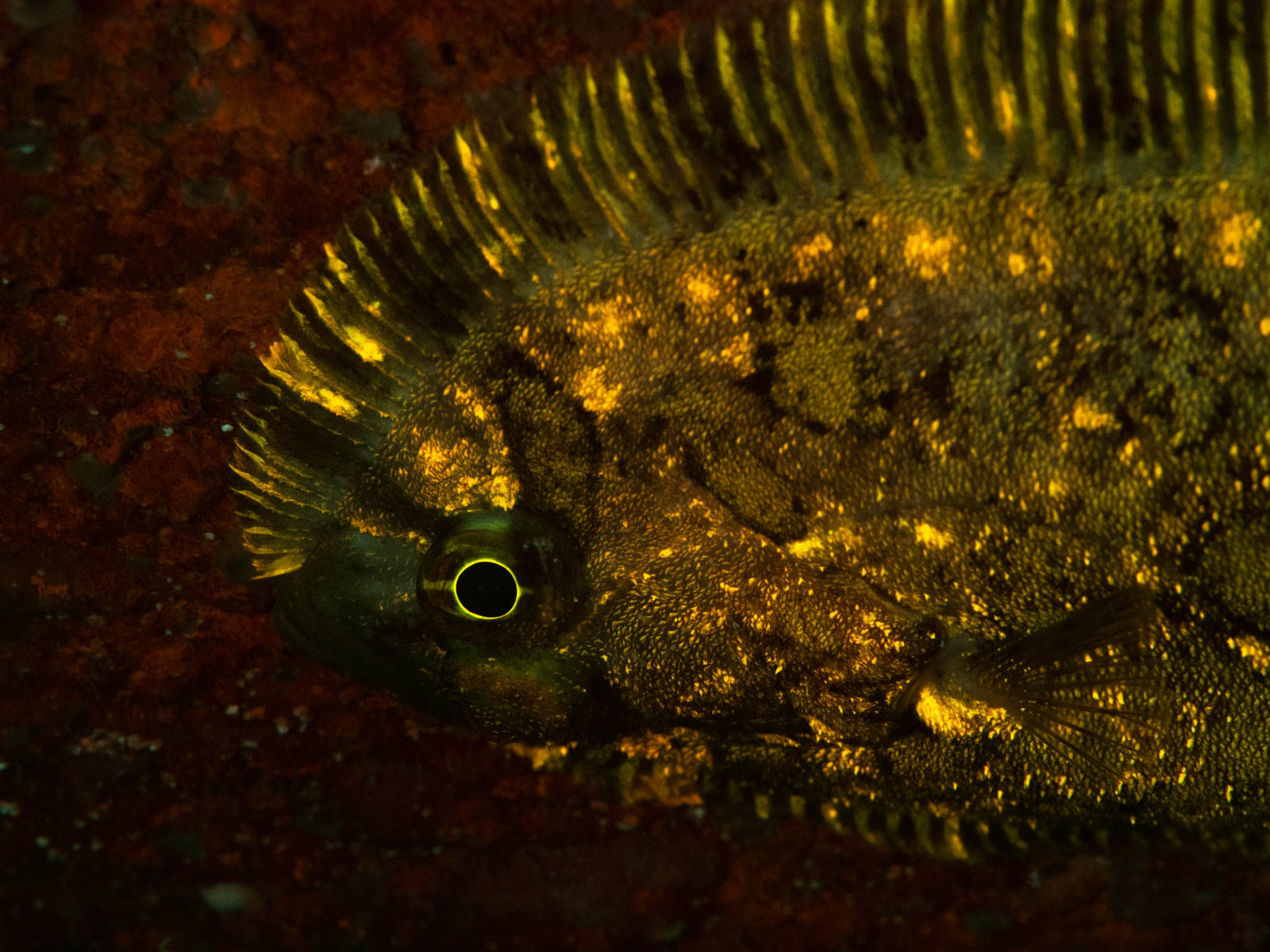 How to Photograph Underwater Fluorescence With Blue Light Nature TTL
