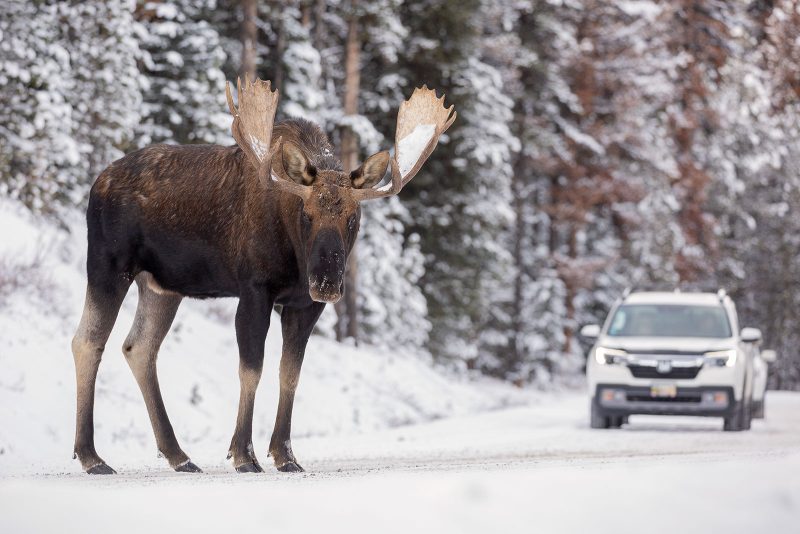 how to photograph wildlife from your vehicle