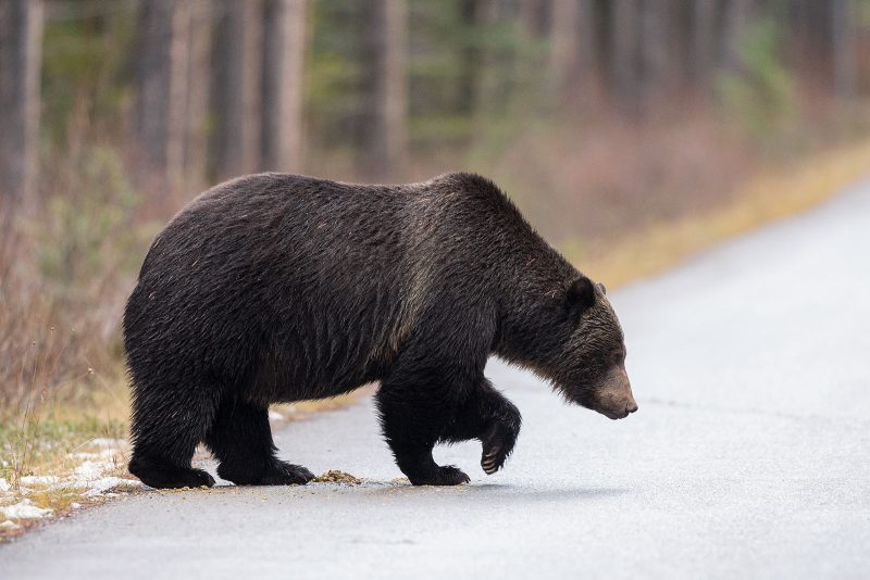 bear crossing the road photograph
