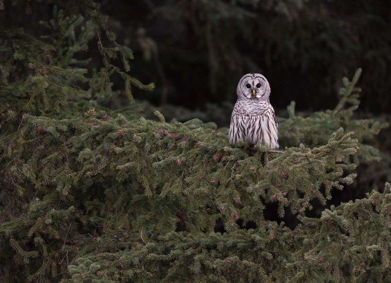 photographing owl from your vehicle