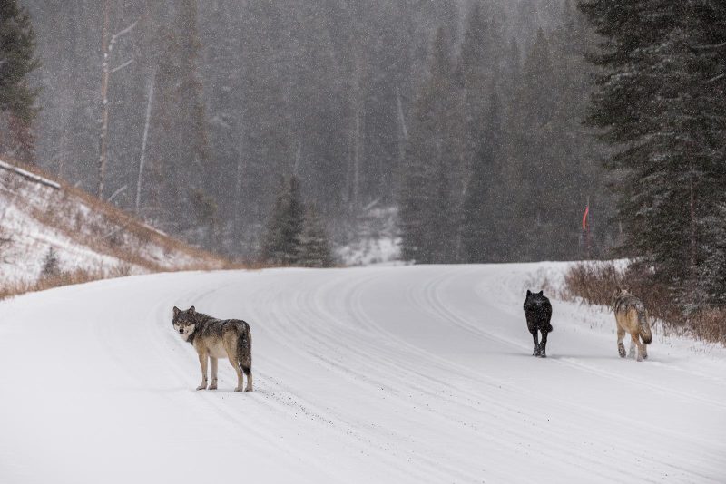 photographing wolves on road