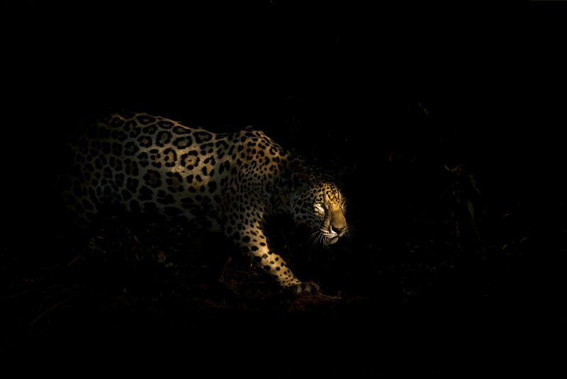 jaguar photography