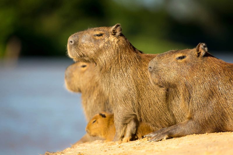 capybara photograph