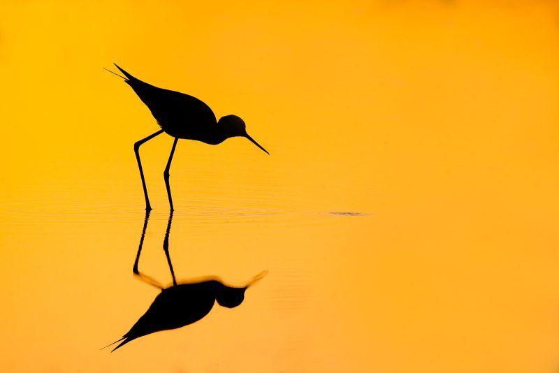 how to plan a wildlife photography trip to Pantanal Brazil