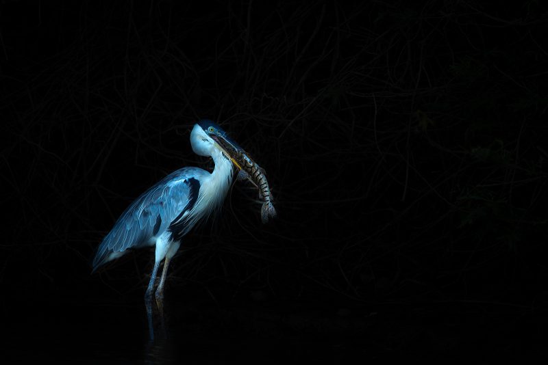 how to plan a wildlife photography trip to Pantanal Brazil