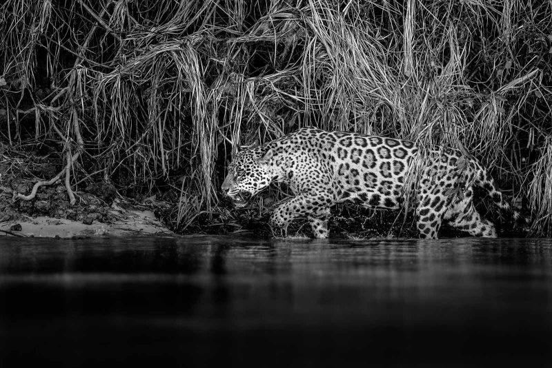 jaguar stalking wildlife photography