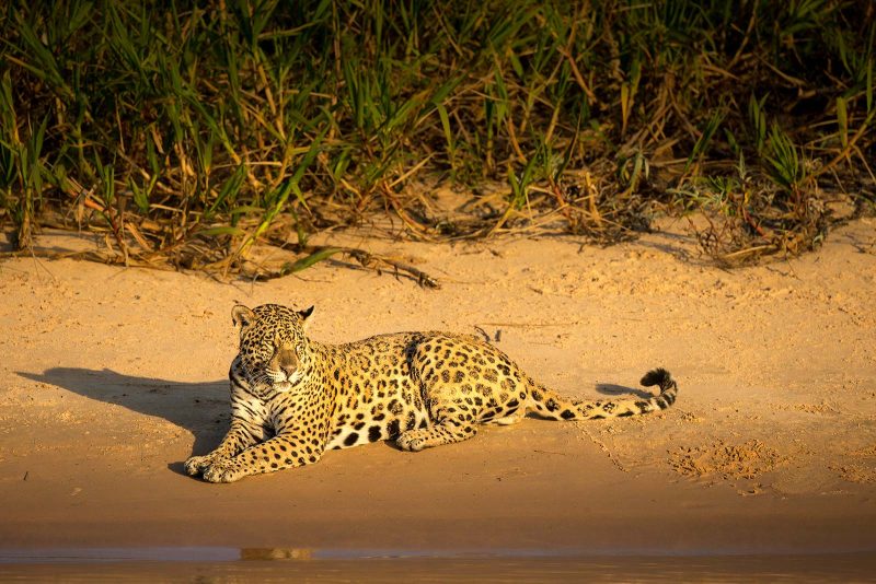 jaguar photograph