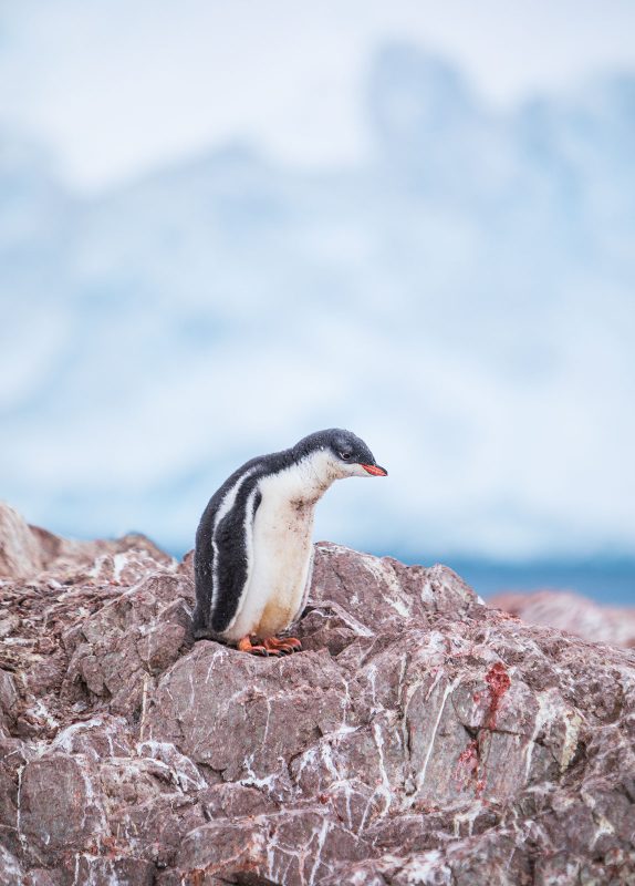 how to plan a wildlife photography trip to Antarctica