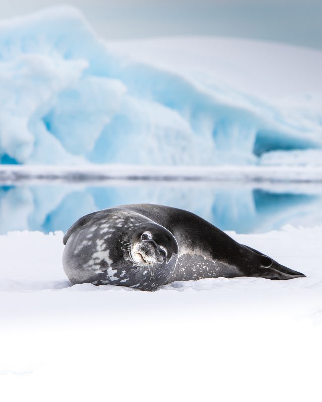 Photographing wildlife in Antarctica
