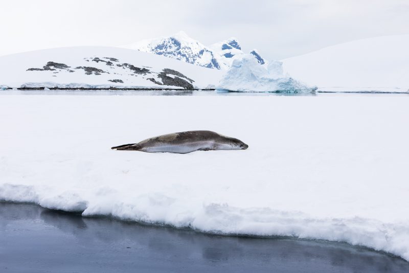 Wildlife in Antarctica
