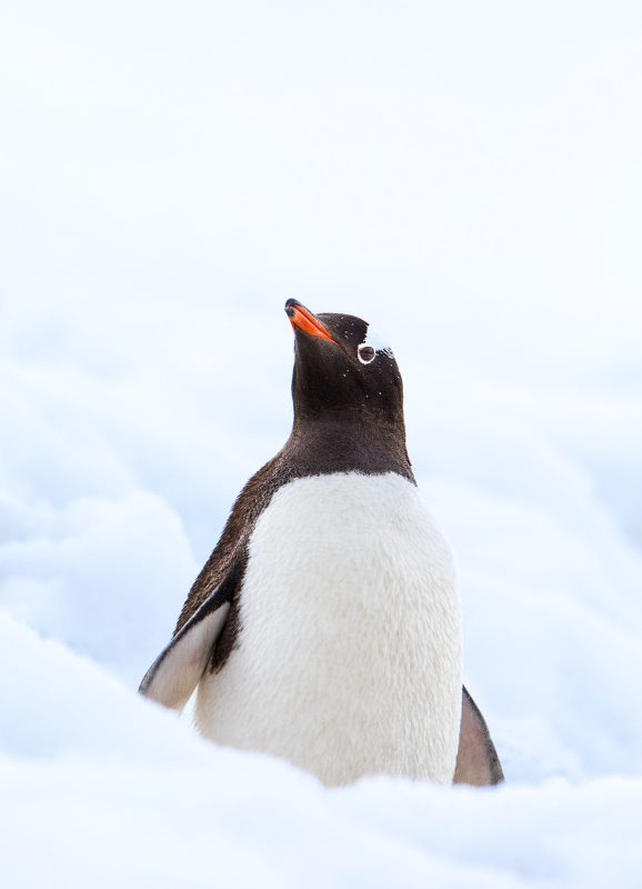 penguin wildlife photography antarctica