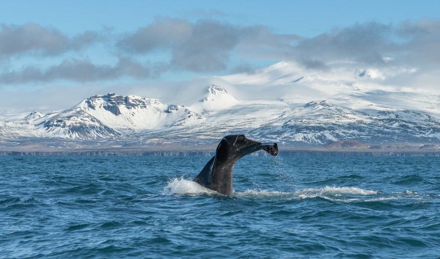 Sperm whale Iceland