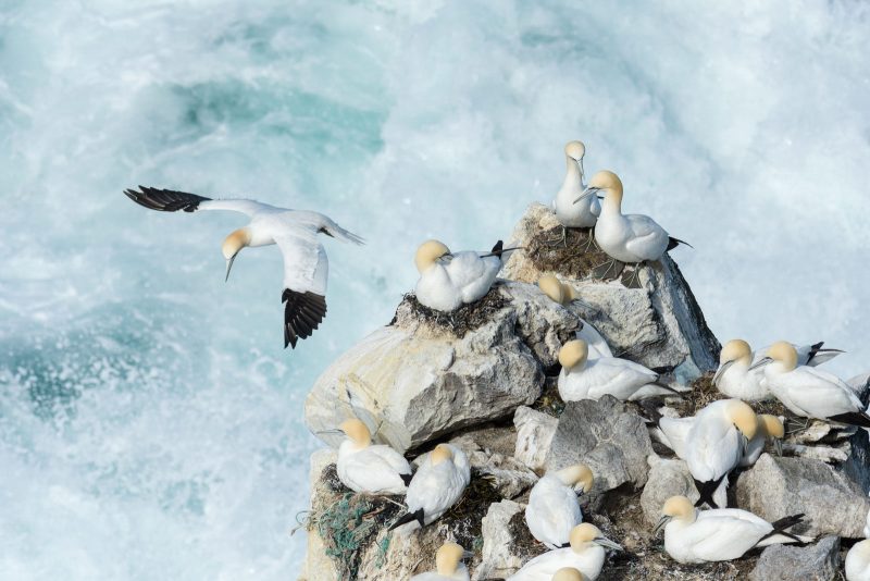 gannets, bird photography Iceland