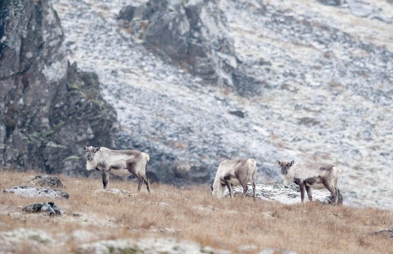 reindeer, Iceland wildlife photography