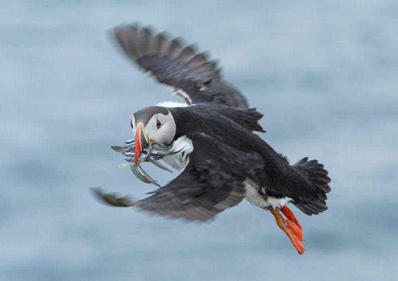 Atlantic puffin with sandeels