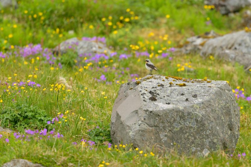 Bird photography Iceland