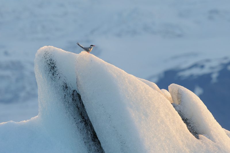 Arctic tern, Iceland wildlife