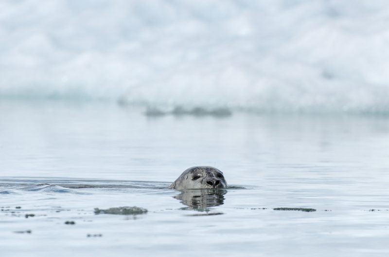 Harbour seal Iceland